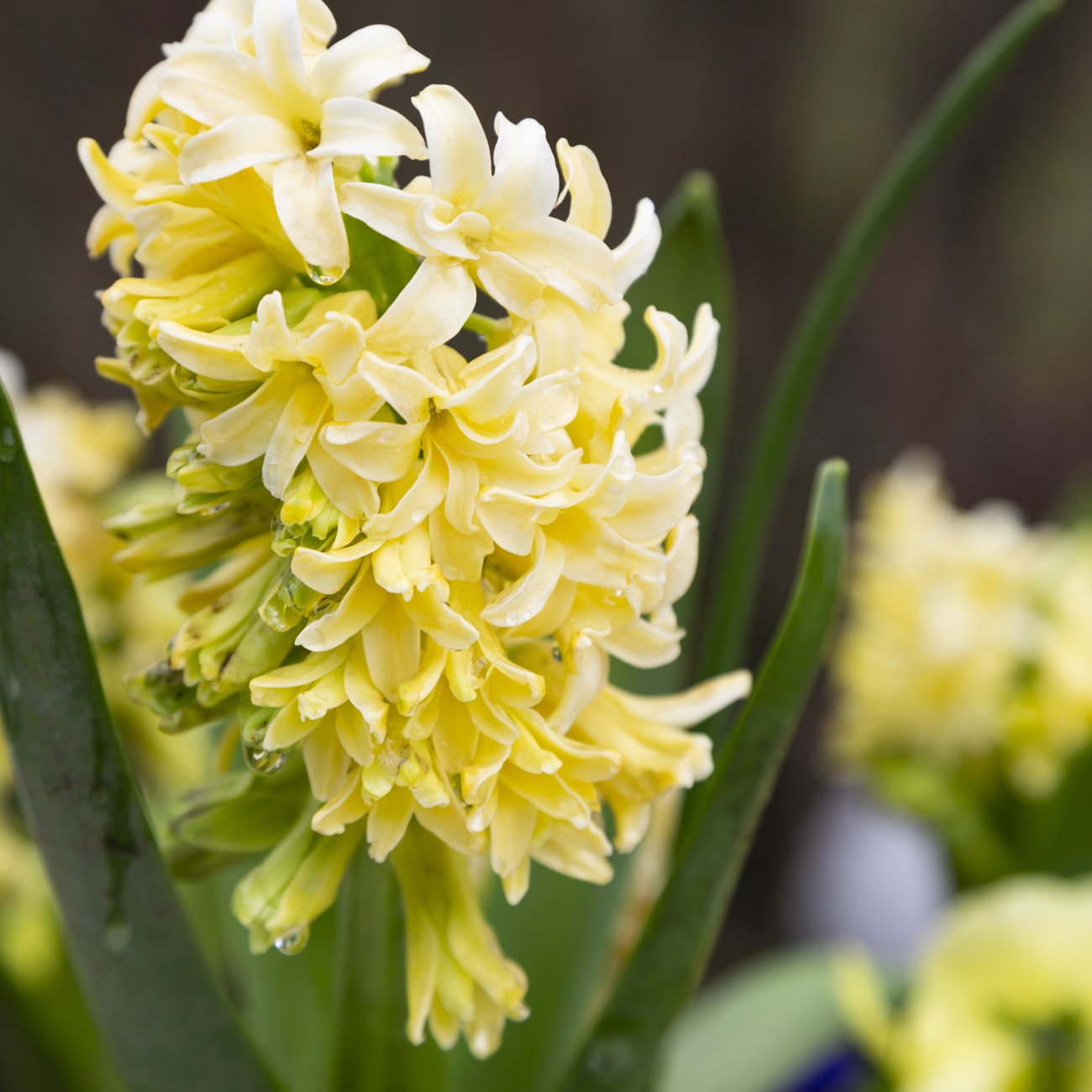 Obrázok Hyacint (Hyacinthus orientalis) ´YELLOWSTONE´ - 1 cibuľka v kvetináči, kont. C2L (žltý)